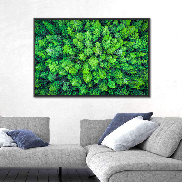 Aerial View Of Redwood Whakarewarewa Forest Canvas Wall Art