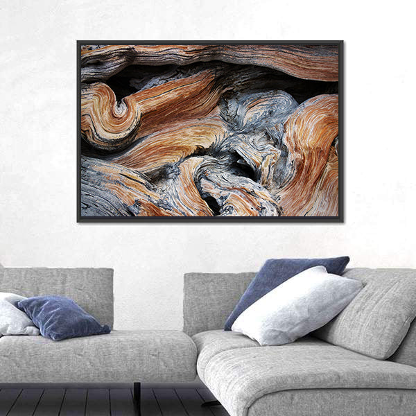 Old Juniper Wood Texture Canvas Wall Art