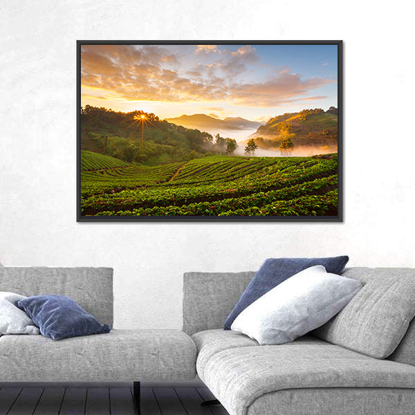 Misty Morning Sunrise In Strawberry Garden In Chiangmai Thailand Canvas Wall Art