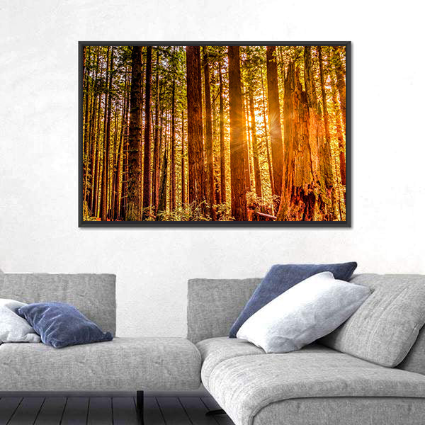 Sun Shines Through Redwood Trees Canvas Wall Art