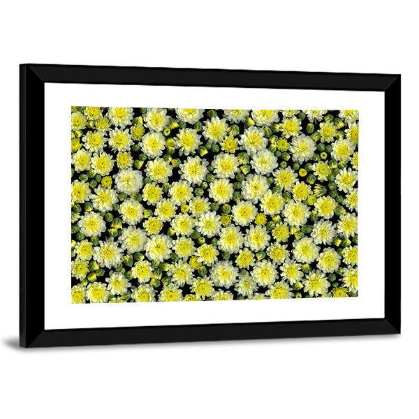 Yellow and White Chrysanthemums Canvas Wall Art in black, white and yellow, framed print, product view on a white background