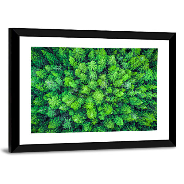 Aerial View Of Redwood Whakarewarewa Forest Canvas Wall Art in green, framed print, product view on a white background
