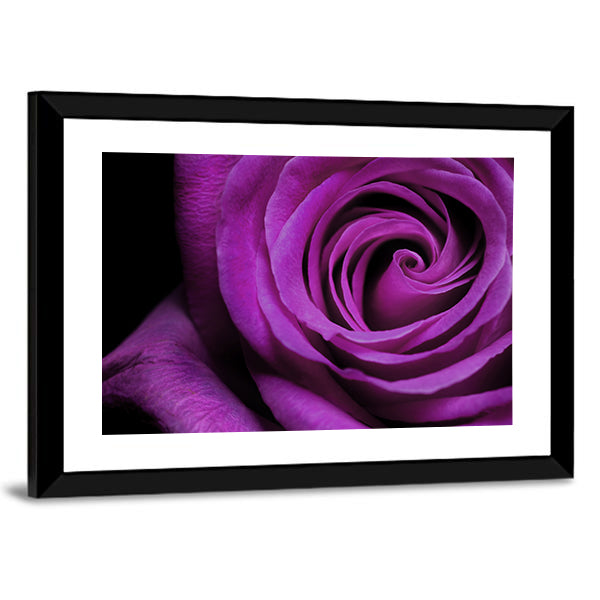 Purple Rose Close-Up Canvas Wall Art in black and purple, framed print, product view on a white background