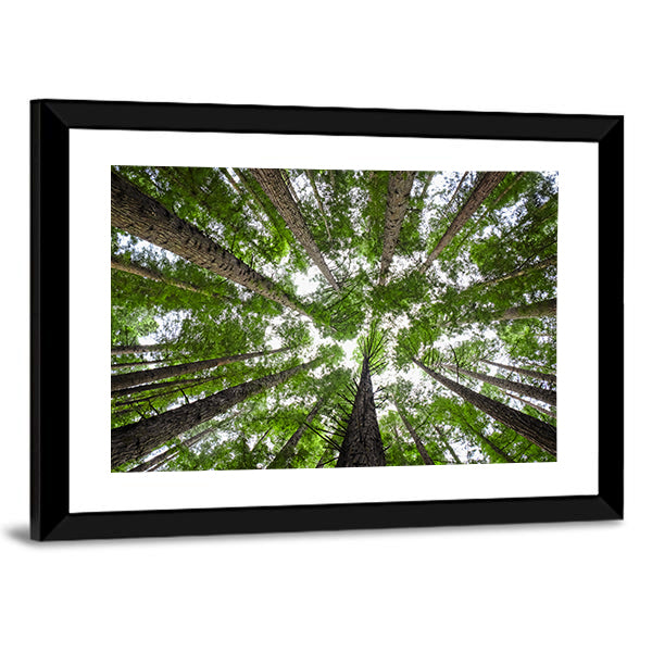 Redwood Tree Canopy Canvas Wall Art in white, brown and green, framed print, product view on a white background
