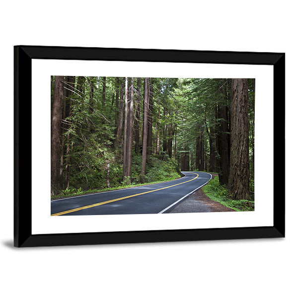 Redwoods Forest In California Canvas Wall Art