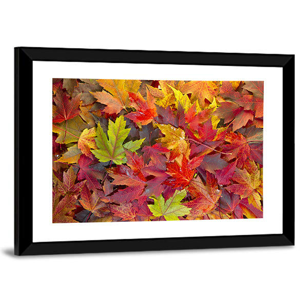 Colorful Maple Leaves Canvas Wall Art in red, orange and yellow, framed print, product view on a white background