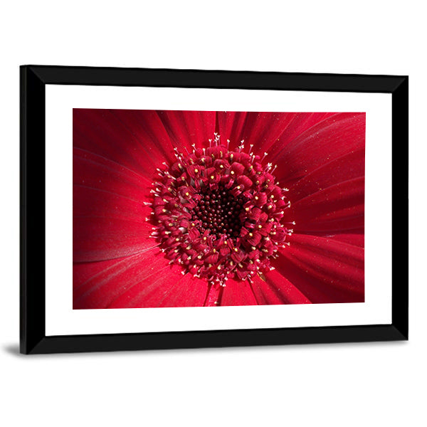 Red Gerbera Daisy Center Canvas Wall Art in red, framed print, product view on a white background