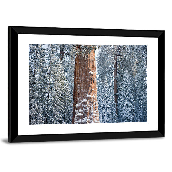 The Giant Sequoia Tree Covered In Snow Canvas Wall Art in white, brown and blue, framed print, product view on a white background