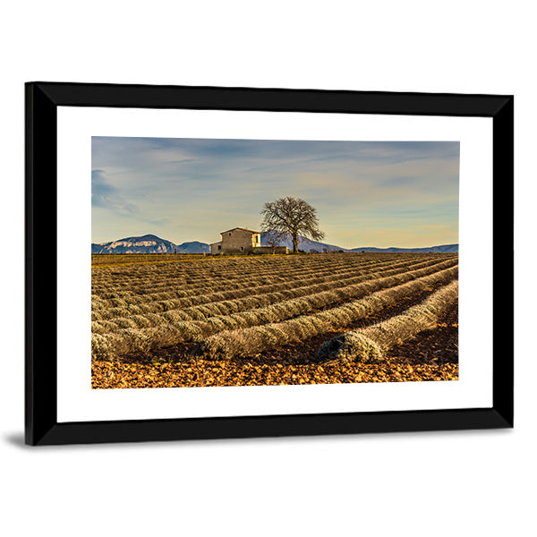 Unharvested Lavender Field In Provence France Canvas Wall Art in brown, yellow and blue, framed print, product view on a white background