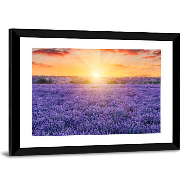 Lavender Fields At Sunset Canvas Wall Art