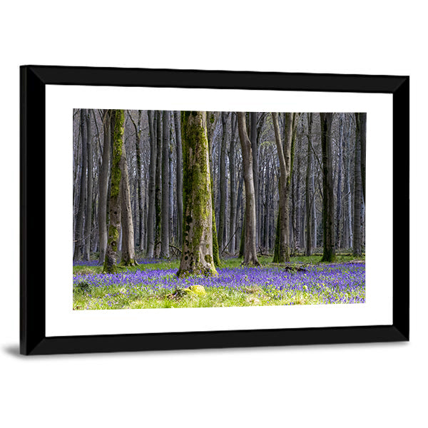 Springtime Bluebell Wood in England Canvas Wall Art in gray, green and purple, framed print, product view on a white background