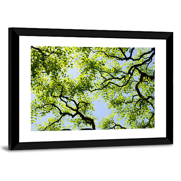 Tree Canopy with Bright Blue Sky Canvas Wall Art