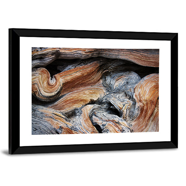 Old Juniper Wood Texture Canvas Wall Art