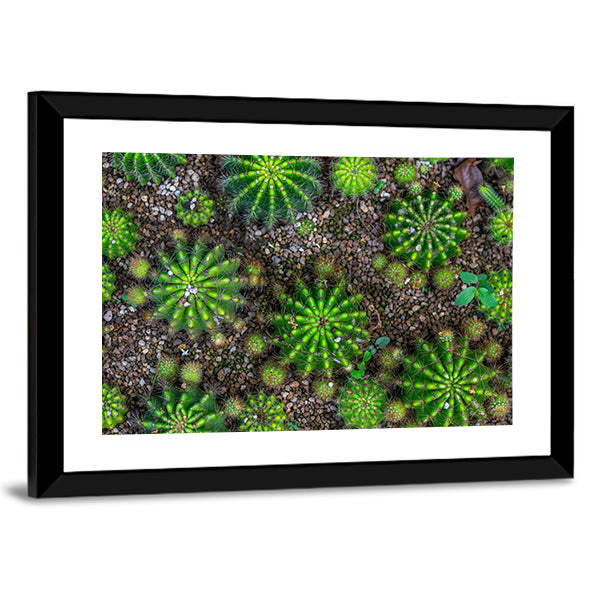Cactus Plants Close-up Canvas Wall Art