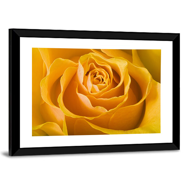 Close Up Of Rose Canvas Wall Art in orange and yellow, framed print, product view on a white background
