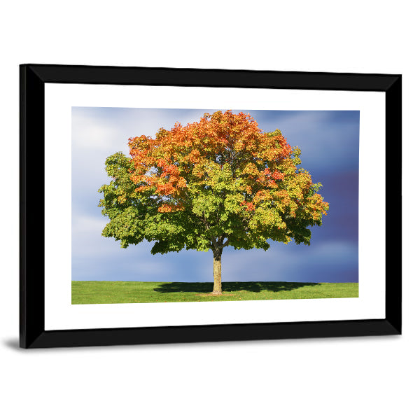 Maple Tree In Autumn Canvas Wall Art