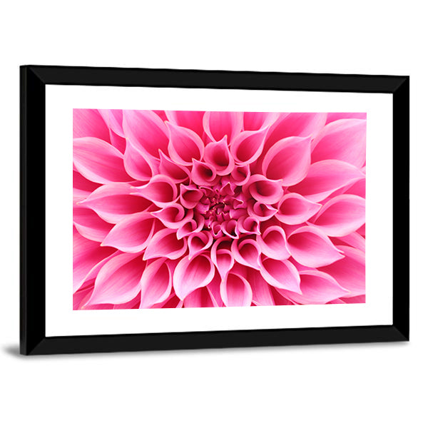 Pink Dahlia Flower Canvas Wall Art