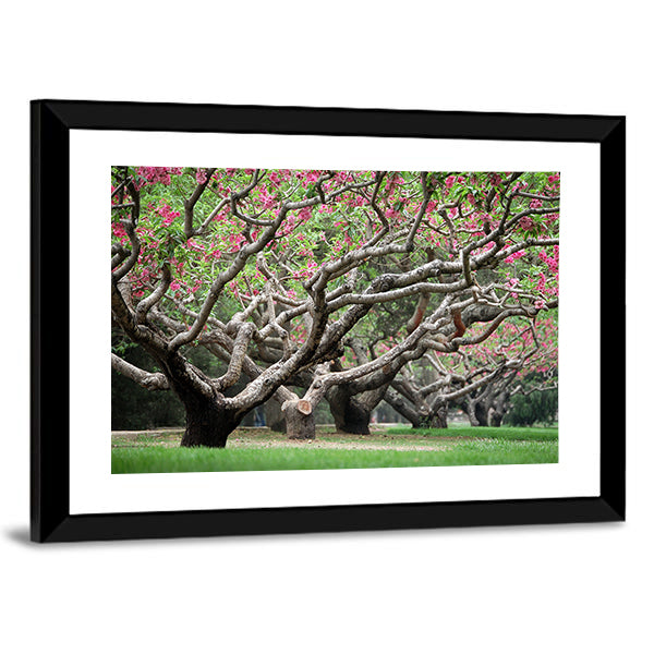 Peach Trees With Blooming Pink Flowers Canvas Wall Art