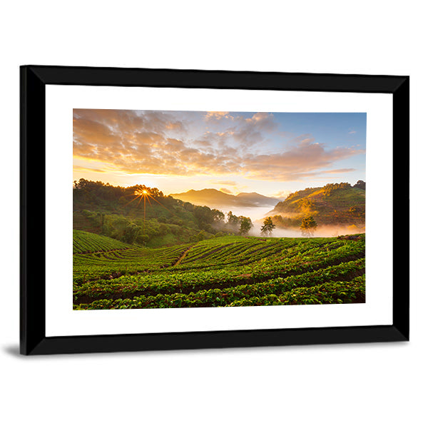 Misty Morning Sunrise In Strawberry Garden In Chiangmai Thailand Canvas Wall Art
