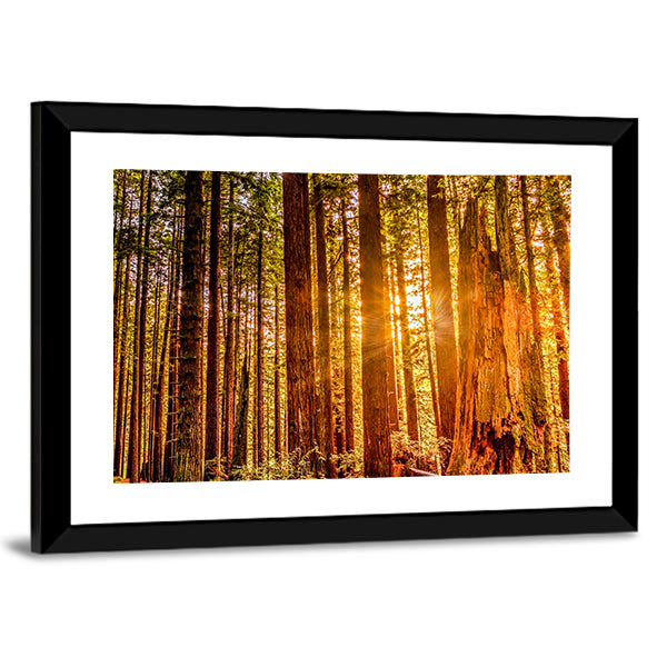Sun Shines Through Redwood Trees Canvas Wall Art in brown, yellow and green, framed print, product view on a white background