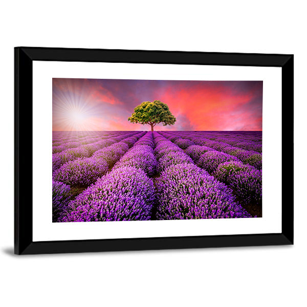 Lavender Field At Sunset Canvas Wall Art