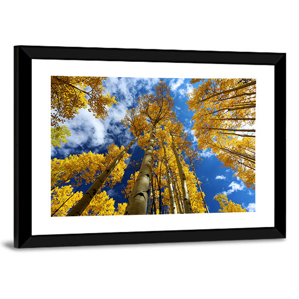 Golden Autumn Aspen Canopy Canvas Wall Art