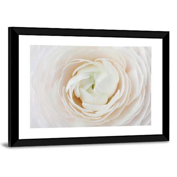 Closeup of Ranunculus Flower Canvas Wall Art