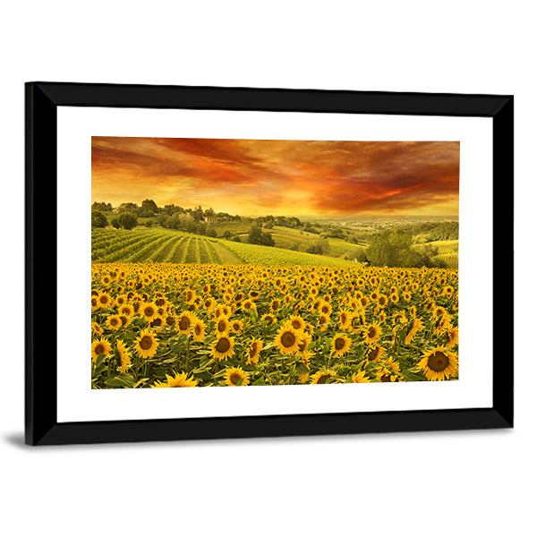 Sunflowers Field In The Italian Hill At Sunset Canvas Wall Art in orange, yellow and green, framed print, product view on a white background