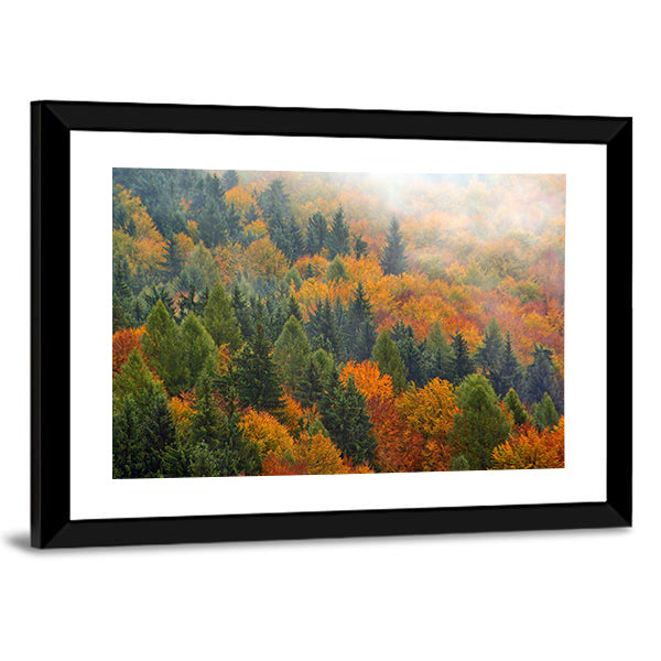 Foggy Autumn Forest In Romania Canvas Wall Art