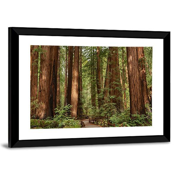 Muir Woods National Monument In California Canvas Wall Art in brown and green, framed print, product view on a white background