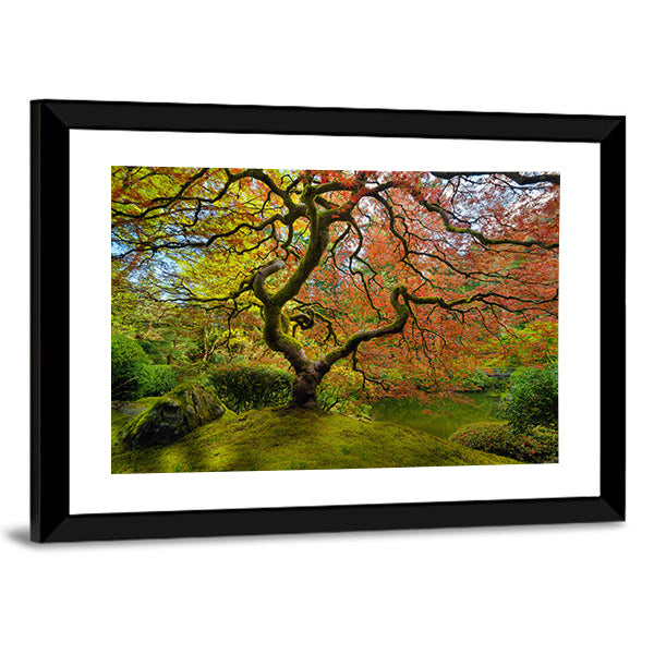Gnarled Japanese Maple Tree in Portland Canvas Wall Art in red, orange and green, framed print, product view on a white background