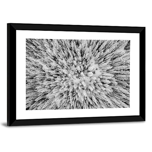 Snow Covered Evergreen Forests In The Colorado Rocky Mountains Canvas Wall Art in black, white and gray, framed print, product view on a white background