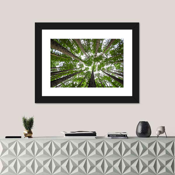 Redwood Tree Canopy Canvas Wall Art