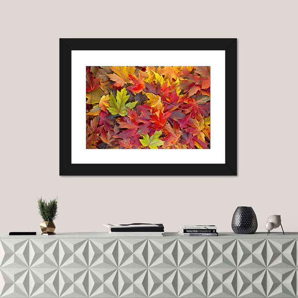 Colorful Maple Leaves Canvas Wall Art