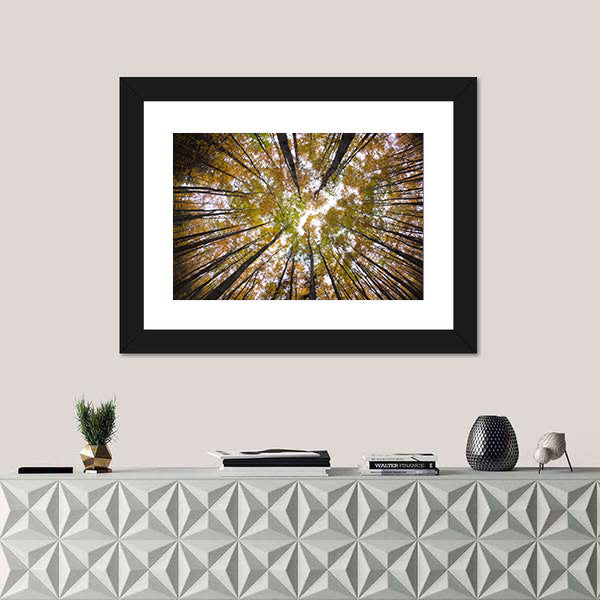 Autumn Forest Treetops Canvas Wall Art