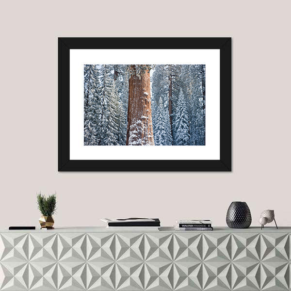 The Giant Sequoia Tree Covered In Snow Canvas Wall Art