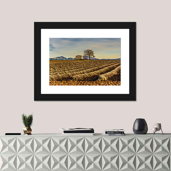 Unharvested Lavender Field In Provence France Canvas Wall Art