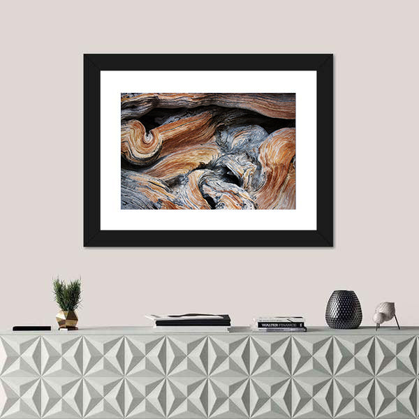 Old Juniper Wood Texture Canvas Wall Art