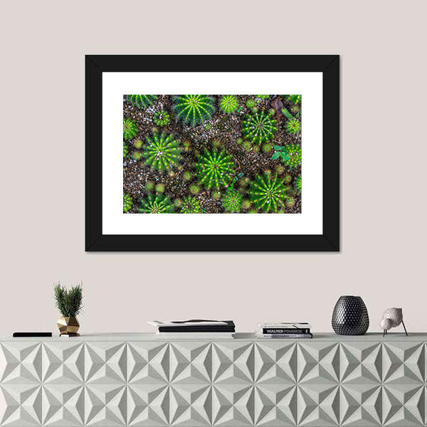 Cactus Plants Close-up Canvas Wall Art