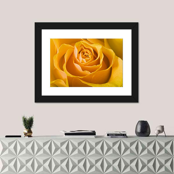 Close Up Of Rose Canvas Wall Art
