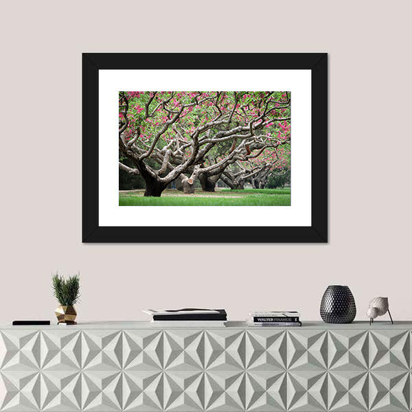 Peach Trees With Blooming Pink Flowers Canvas Wall Art