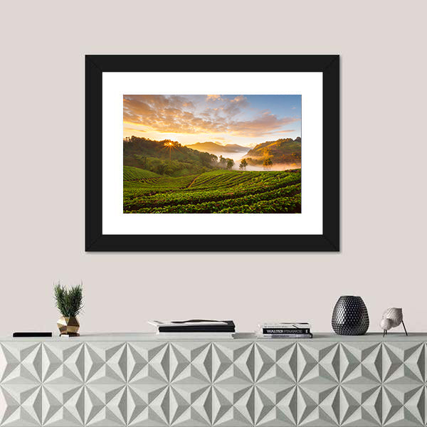 Misty Morning Sunrise In Strawberry Garden In Chiangmai Thailand Canvas Wall Art