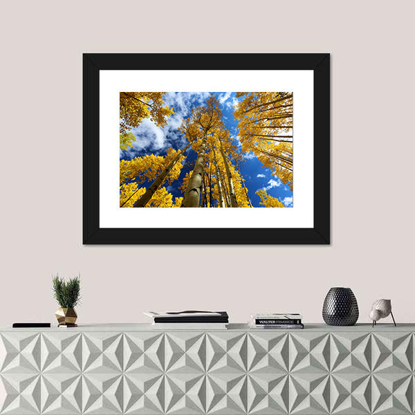 Golden Autumn Aspen Canopy Canvas Wall Art