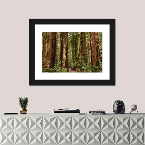 Muir Woods National Monument In California Canvas Wall Art