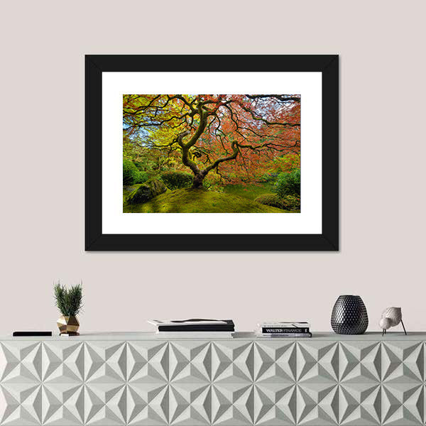 Gnarled Japanese Maple Tree in Portland Canvas Wall Art