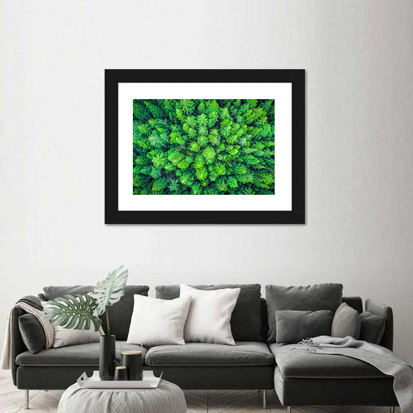 Aerial View Of Redwood Whakarewarewa Forest Canvas Wall Art