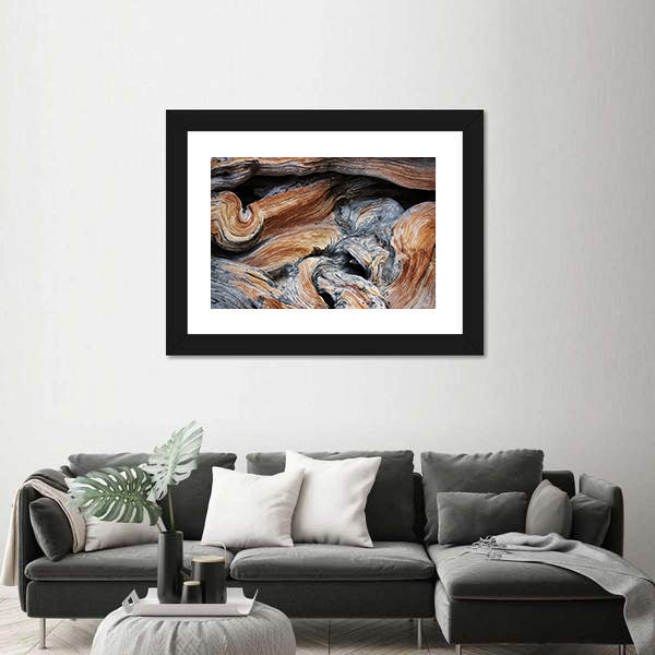 Old Juniper Wood Texture Canvas Wall Art