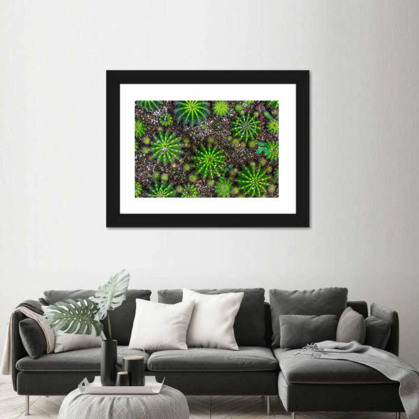 Cactus Plants Close-up Canvas Wall Art