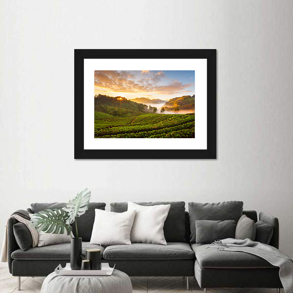 Misty Morning Sunrise In Strawberry Garden In Chiangmai Thailand Canvas Wall Art