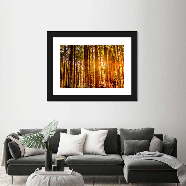 Sun Shines Through Redwood Trees Canvas Wall Art